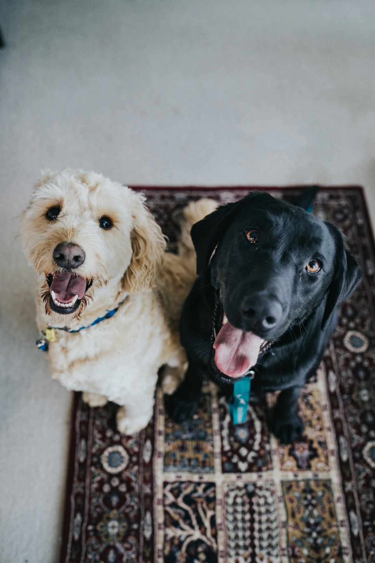 Two dogs sitting on a rug